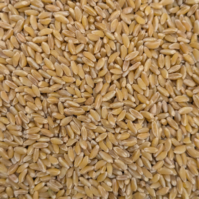 બંસી ઘઉં (Bansi wheat)