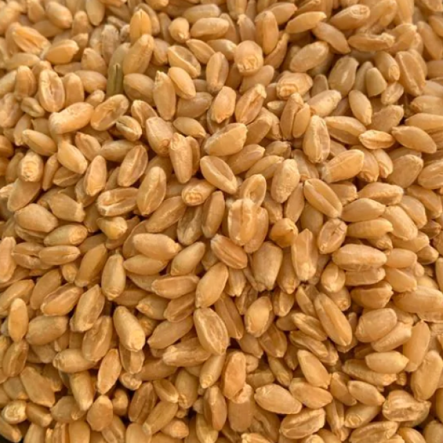 શરબતી ટુકડી ઘઉં (Sharbati tukdi Wheat)